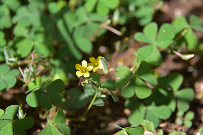 Oxalis corniculata, Creeping Woodsorrel